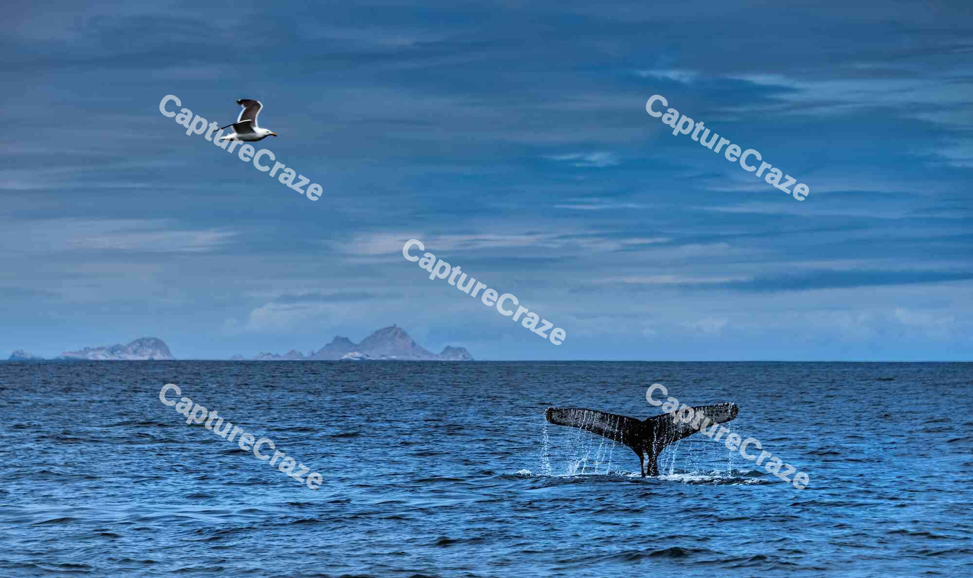 Humpback whale diving